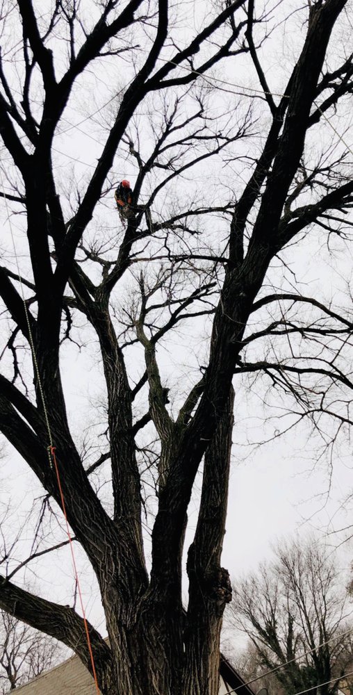CK Tree & Landscape - tree service in Wichita, KS