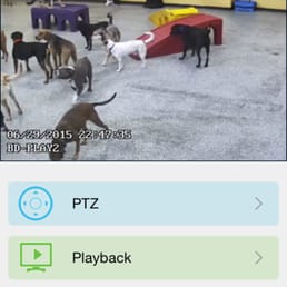 A glimpse of the doggy cam!