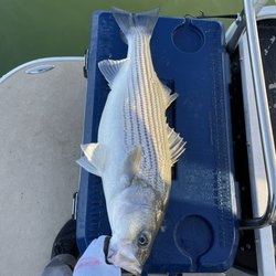 Jacob’s Striper guide service - 12 pound striper!