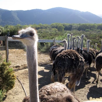 Ostrichland USA - Attraction Farms Near Me - Solvang, California