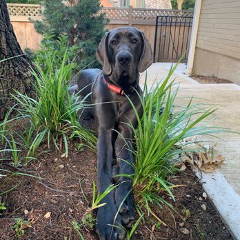 Brooks Canine Center - Pet Training Near Me - Des Plaines, Illinois Brooks Canine Center - Pet Training Near Me - Des Plaines, Illinois