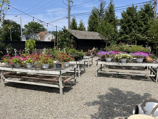 The Peggy, Walther Gardens Century Snowballs & Treats by null