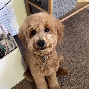 Healthy Spot - Long Beach - Pet Sitting Near Me - Long Beach, California Healthy Spot - Long Beach - Pet Sitting Near Me - Long Beach, California