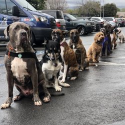 agility trainers near me