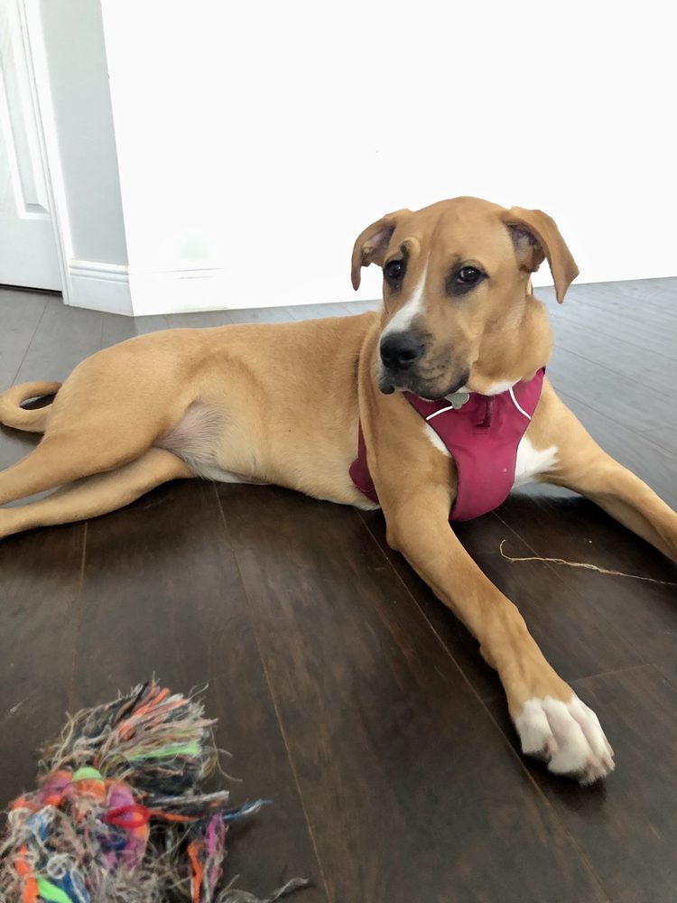 PAWS AND RECREATION PETSITTING Updated July 2024 12 Photos Tampa