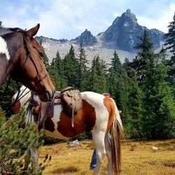 Diamond Lake Corrals