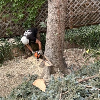 Blue River Forestry & Tree Care - Getting ready to drop - Tree Services Near Me - Boulder, Colorado