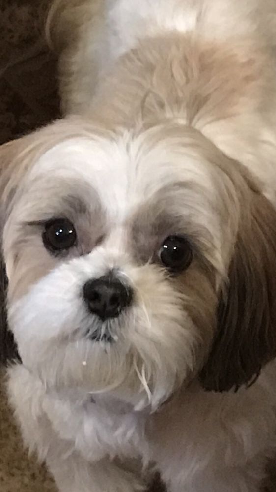 FIVE PAW PET CARE Pet Sitting Chattanooga, TN Phone Number Yelp