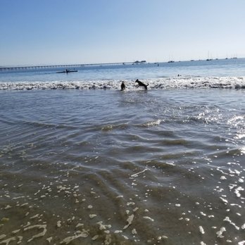 Fisherman's Beach - Dog Beach - Our dog playing with another dog at the beach - Beaches Near Me - Avila Beach, California Fisherman's Beach - Dog Beach - Our dog playing with another dog at the beach - Beaches Near Me - Avila Beach, California