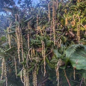 Sue-Meg State Park - Silk Tassel tassels - Parks Near Me - Trinidad, California