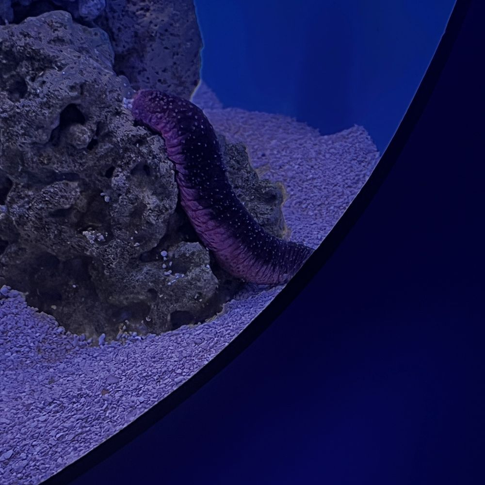 Seattle Aquarium - Aquariums Near Me - Seattle, Washington Seattle Aquarium - Aquariums Near Me - Seattle, Washington