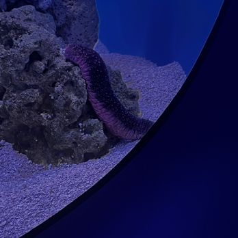 Seattle Aquarium - Aquariums Near Me - Seattle, Washington