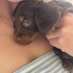 JM Kennels - Our Bradley