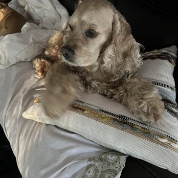 Classy Clipper Dog Grooming - Sophia Loren loves her groomer Lyndsey! - Pet Groomers Near Me