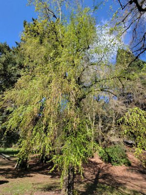 Laurelhurst Park by null