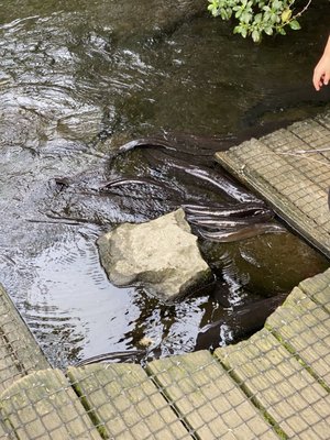 Willowbank Wildlife Reserve by null