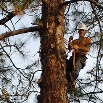 American River Tree Expert Company - Tree Services Near Me American River Tree Expert Company - Tree Services Near Me