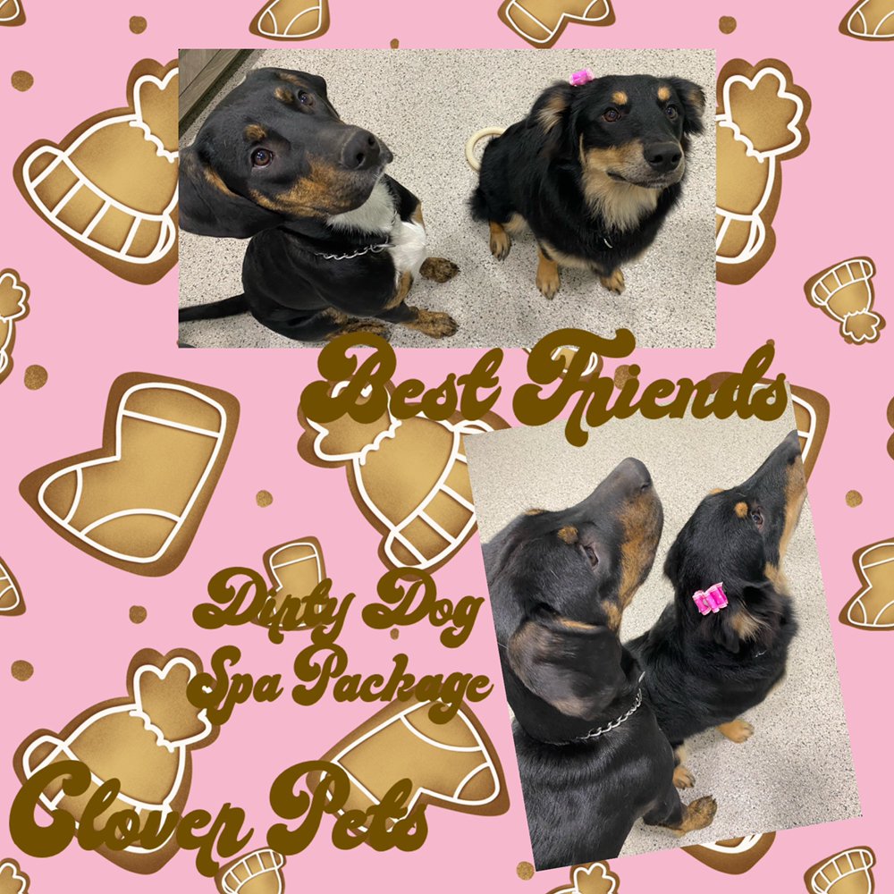 CLOVER PETS Updated October 2024 84 Photos & 10 Reviews 115 Reed