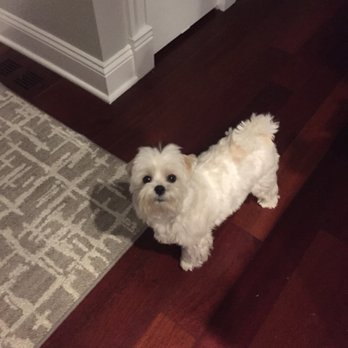 Wrigleyville Pet Care Services - Freddie is very comfortable in Carol's house! - Dog Walkers Near Me Wrigleyville Pet Care Services - Freddie is very comfortable in Carol's house! - Dog Walkers Near Me