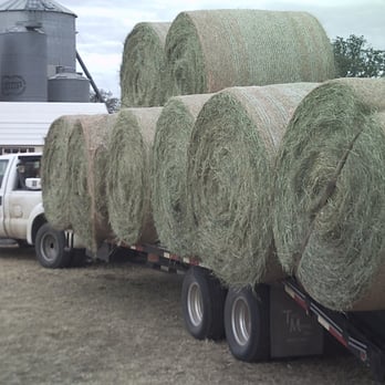 Bauer Farming Enterprises - Fresh load from one of our fields - Livestock Feed & Supply Near Me - London, Texas Bauer Farming Enterprises - Fresh load from one of our fields - Livestock Feed & Supply Near Me - London, Texas