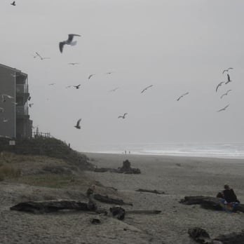 Oregon Coast - All year long, lots and lots of seagulls can be found here in the parking lot at Lincoln City's beach. - Beaches Near Me Oregon Coast - All year long, lots and lots of seagulls can be found here in the parking lot at Lincoln City's beach. - Beaches Near Me