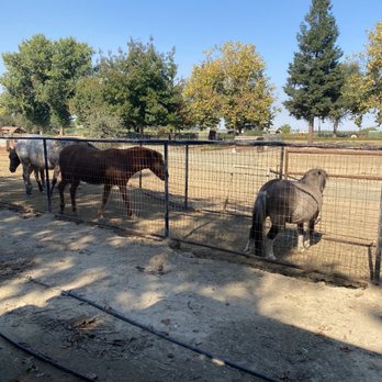 Bishop's Pumpkin Farm - Cute horses seen from the train - Christmas Trees Near Me - Wheatland, California