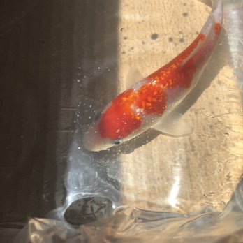 Koi Outlet - Local Fish Stores Near Me - El Monte, California