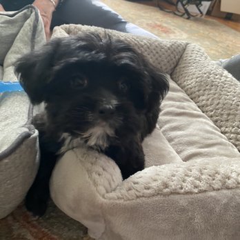 Love My Puppies - Morkie pup - Pet Stores Near Me - Wantagh, New York
