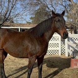 Hidden Valley Paint & Pinto Ranch - Slew and friend.