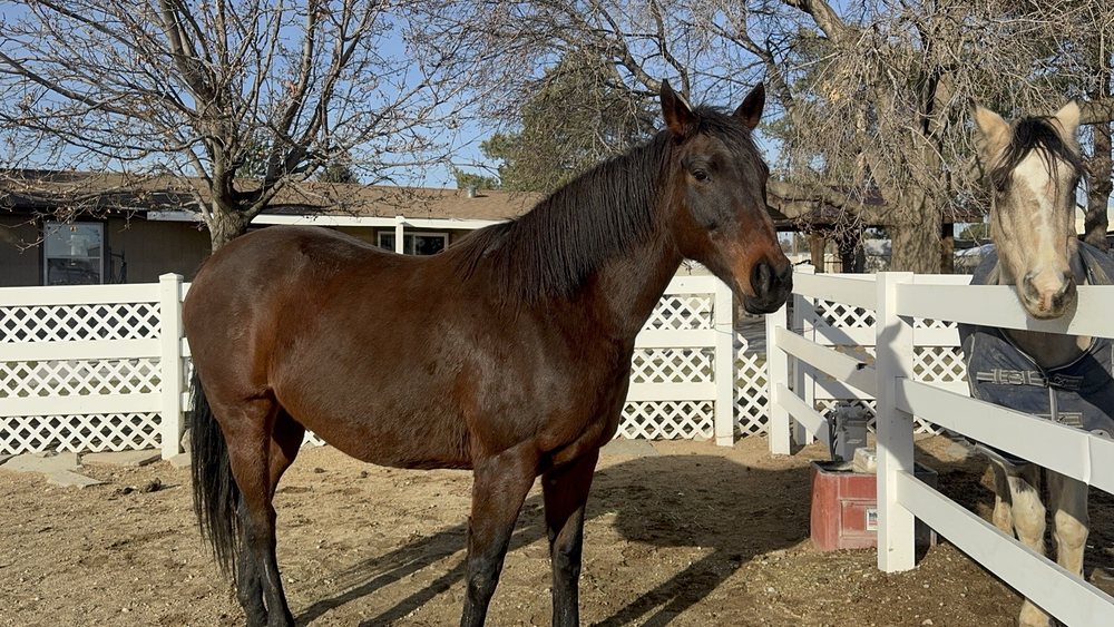 Hidden Valley Paint & Pinto Ranch - equestrian in Boise, ID