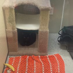 Aristocats - My cat settling in right away in the cat tree
