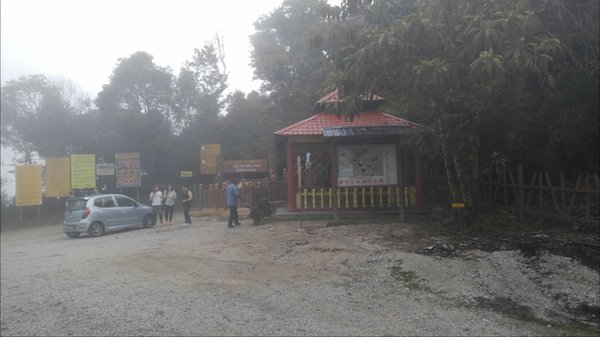 Mossy Forest by null