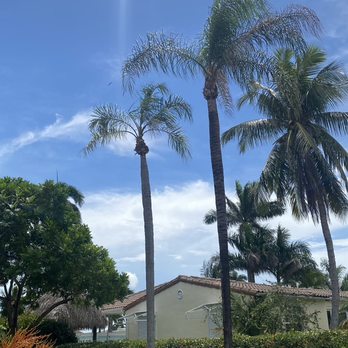 Arbor Treez - After Palm Pruning/ Trimming - Tree Services Near Me