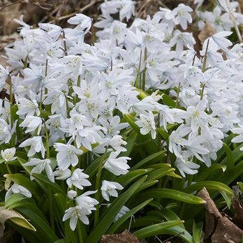 Colorblends Wholesale Flowerbulbs - White Squill (scilla) - Nurseries & Gardening Near Me - Bridgeport, Connecticut