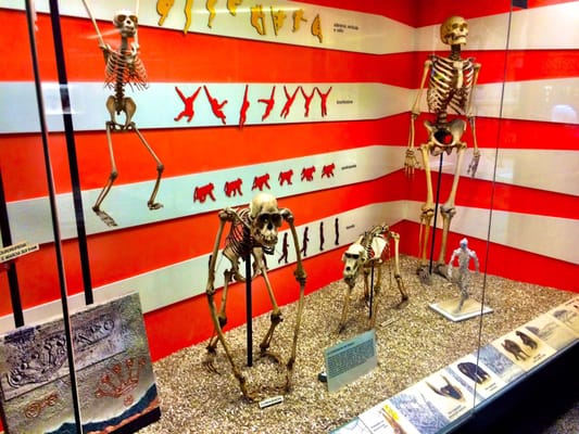 Museum of Natural History “Giacomo Doria” by null