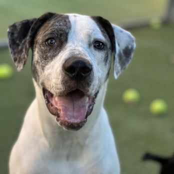 Pawhootz Pet Resort - This is my 90lb baby boy who is not even a year old yet. - Pet Sitting Near Me - Hurst, Texas Pawhootz Pet Resort - This is my 90lb baby boy who is not even a year old yet. - Pet Sitting Near Me - Hurst, Texas