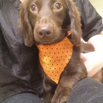 Barking Beauties - my baby all groomed!! - Pet Training Near Me - Canton, Massachusetts