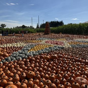 Swans Trail Farms - Pumpkin Patches Near Me - Snohomish, Washington