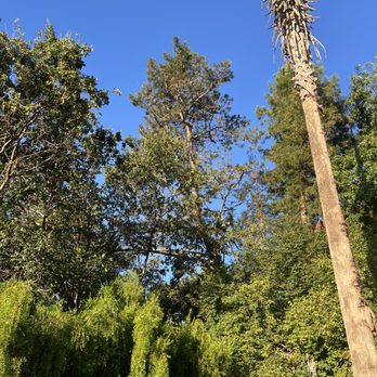 JB Tree 365 - Pine tree before removal - Tree Services Near Me - Sebastopol, California