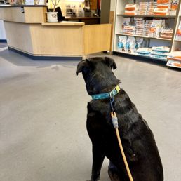 My dog in the waiting area waiting for surgery. My dog in the waiting area waiting for surgery.
