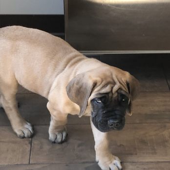 Hill Top Animal Hospital - Veterinarians Near Me - Evans, Georgia