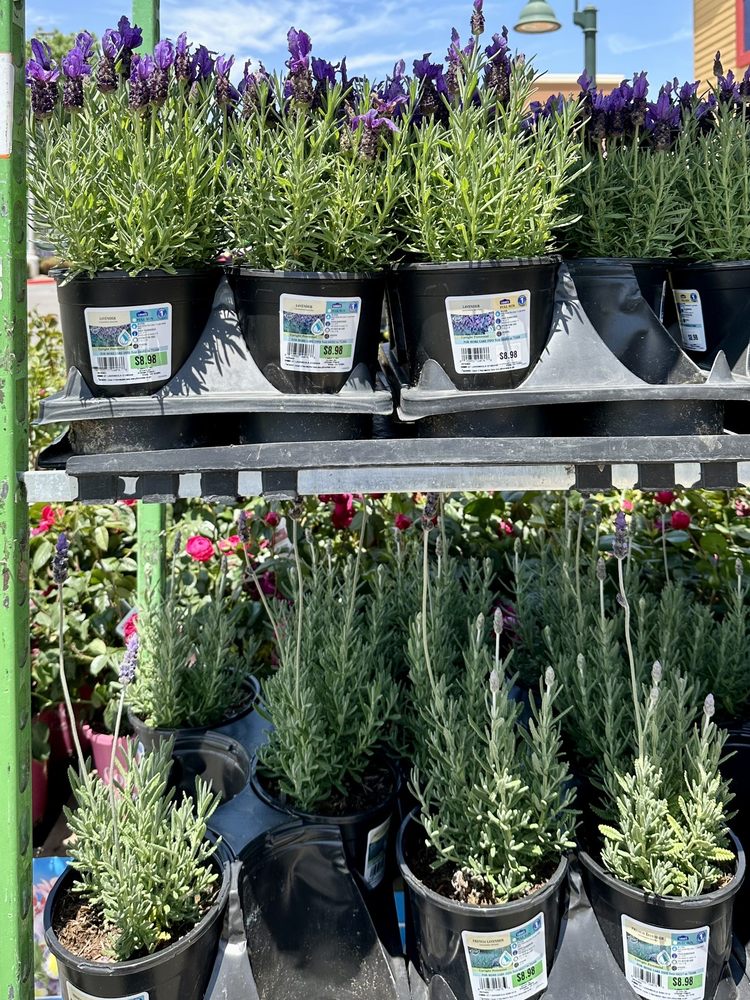 LOWE’S HOME IMPROVEMENT 58 Photos & 246 Reviews 30472 Haun Road