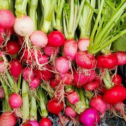 San T Farms - Radish