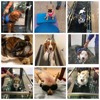 Hudson Valley Animal Wellness - Animal Physical Therapy Near Me - Kerhonkson, New York Hudson Valley Animal Wellness - Animal Physical Therapy Near Me - Kerhonkson, New York