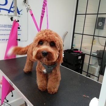 Dinky Dogs Grooming - Pet Groomers Near Me - Worthing, WSX Dinky Dogs Grooming - Pet Groomers Near Me - Worthing, WSX