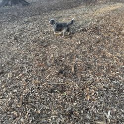 Pawmosa Dog Park