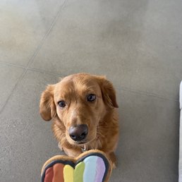 Dog cookie