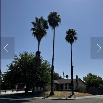 Heartwood Professional Tree Management - Before - Tree Services Near Me - Rocklin ca, California Heartwood Professional Tree Management - Before - Tree Services Near Me - Rocklin ca, California