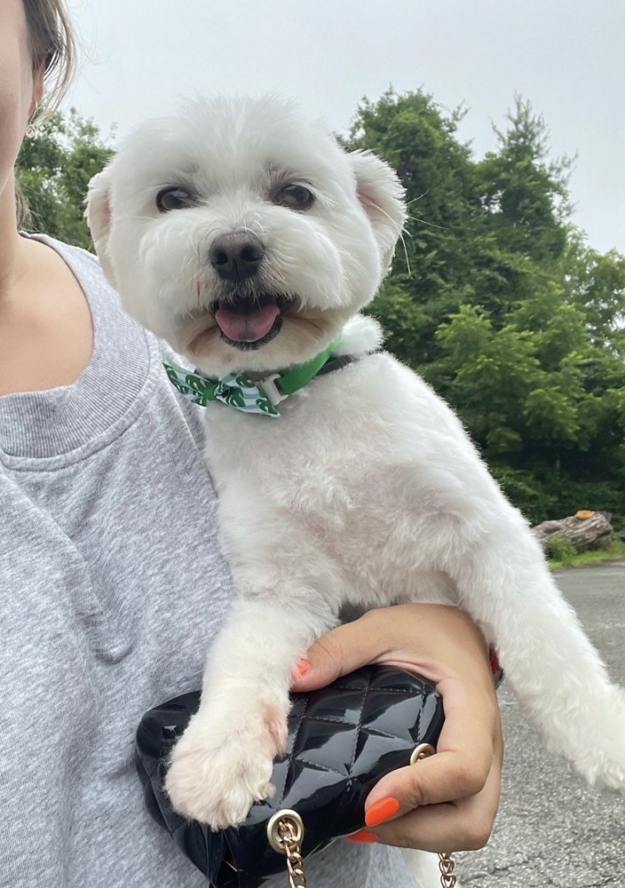 ALL FUR LOVE Updated October 2024 12 Photos & 28 Reviews 126 Main