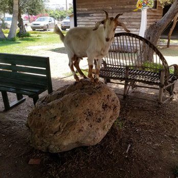 El Merendero del Lobo - Hello there mister goat! - Mexican Near Me - Maneadero, BCN